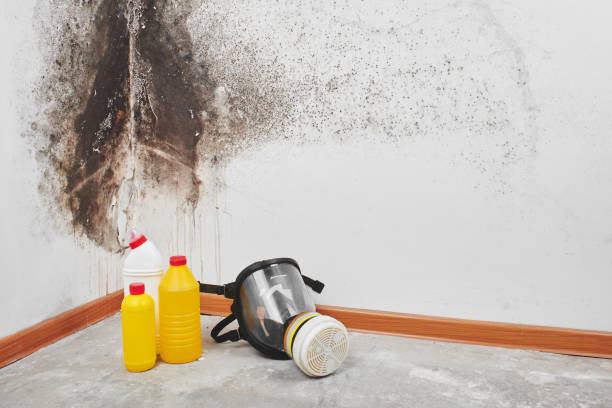 Best Bathroom Mold Remediation in Mascotte, FL