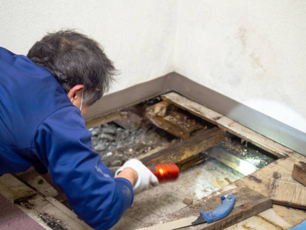 Best Kitchen Mold Remediation in Mascotte, FL