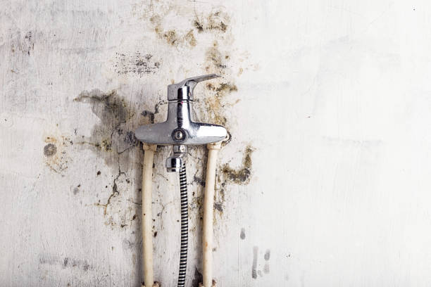 Best Health and Safety Mold Remediation in Mascotte, FL