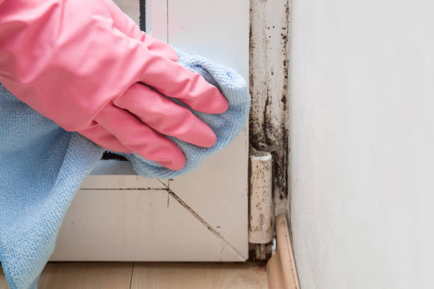 Mascotte, FL Mold Remediation Company