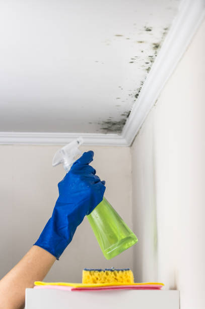 Best Kitchen Mold Remediation in Mascotte, FL